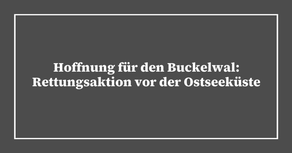 Hoffnung für den Buckelwal: Rettungsaktion vor der Ostseeküste